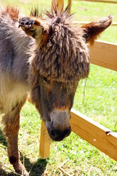 Head Brown Donkey — Stock Photo, Image