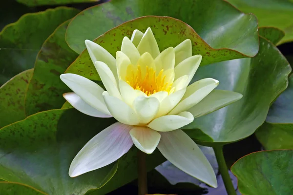 Flower Yellow Water Lily Pond — Stock Photo, Image