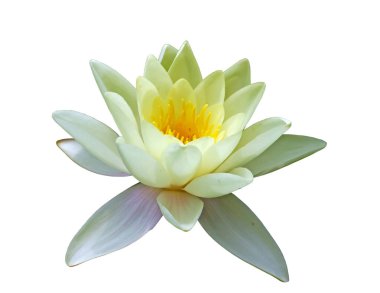 Bir havuzda Beyaz Nilüfer çiçeği