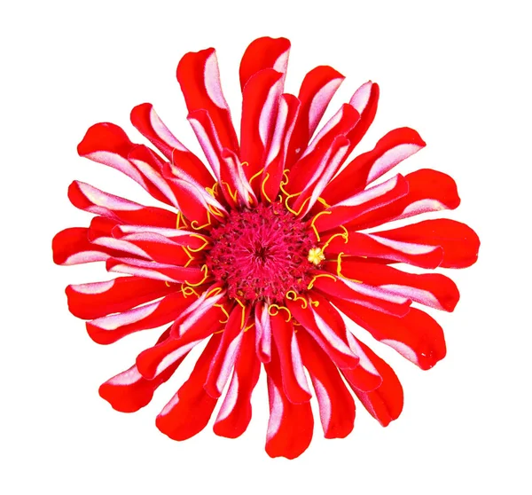 Flor Zinnia Roja Colorida Aislada Sobre Fondo Blanco Primer Plano — Foto de Stock