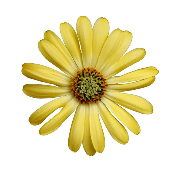 Beyaz Arka Plan Üzerinde Closeup Izole Güller Çiçek — Stok fotoğraf
