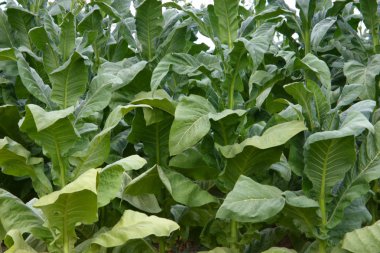 Yeşil bitkilerile yaz çayır