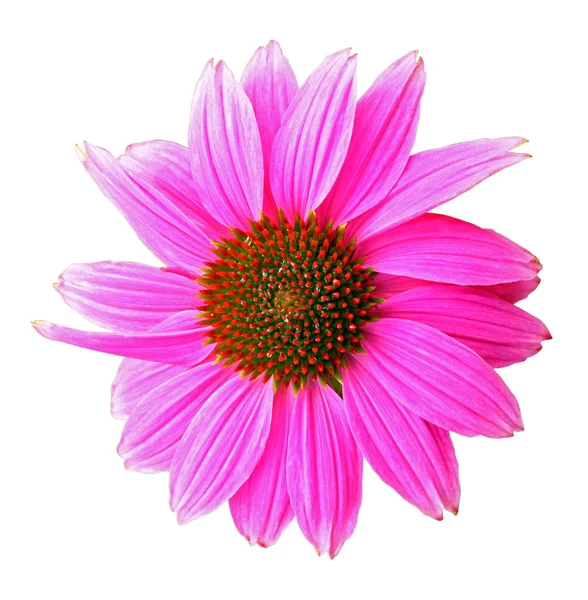 Kleurrijke Roze Echinacea Purpurea Bloem Geïsoleerd Een Witte Achtergrond Close — Stockfoto