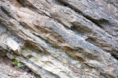 Doğal kayrak arka plan, portre