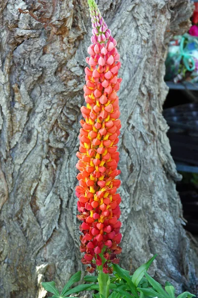 Bahçe Lupin Lupinus Polyphyllus Bir Çok Yıllık Otsu Bitkidir — Stok fotoğraf