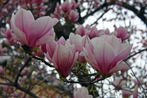 Roze Bloemen Van Magnolia Het Voorjaar Van — Stockfoto