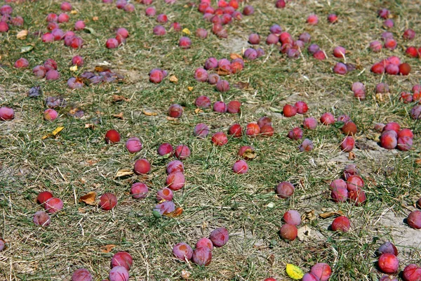 Ciruelas coloridas —  Fotos de Stock