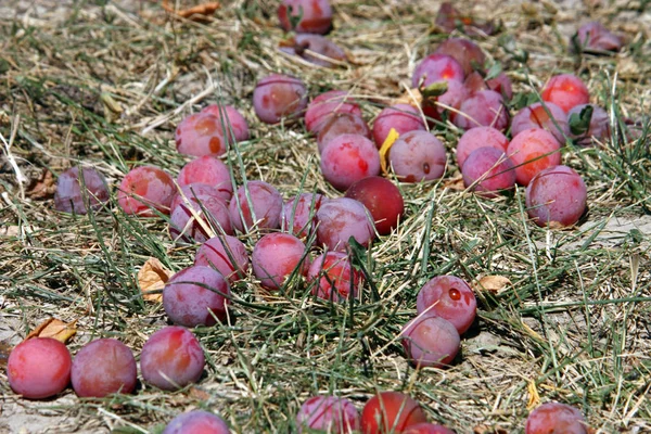 Colorful plums — Stock Photo, Image