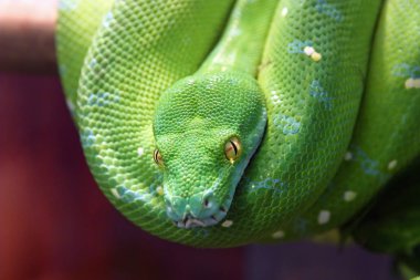 Yeşil ağaç python