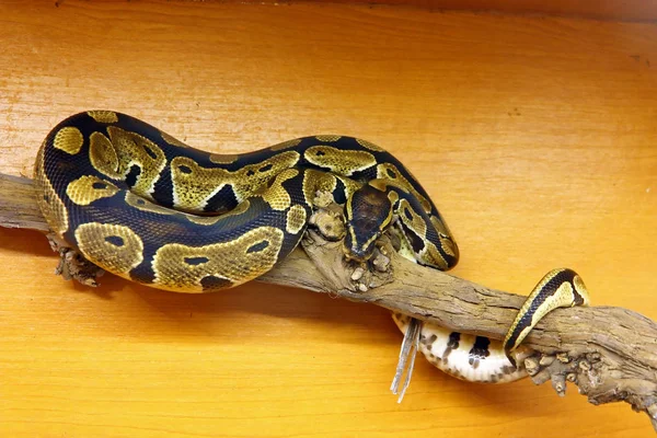 The Royal python — Stockfoto