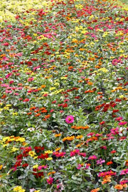 floraart üzerinde maruz çiçekler