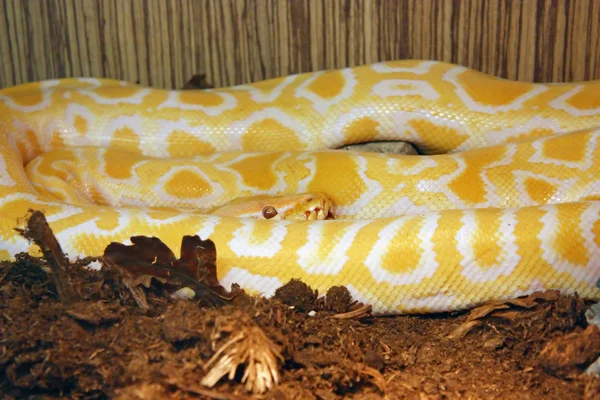 The Burmese python — Stock Photo, Image