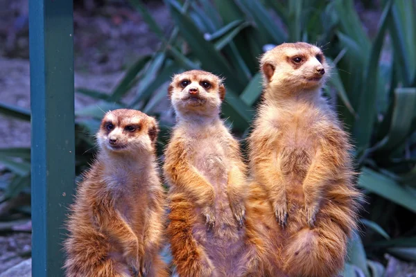 Meerkats op horloge — Stockfoto