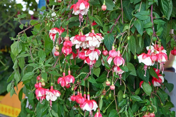 Flowers of fuchsia — Stock Photo, Image