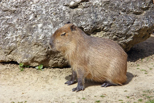 Capibara (Hydrochoerus hydrochaeris) — Stockfoto