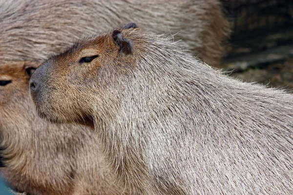 Capivara (Hydrochoerus hydrochaeris ) — Fotografia de Stock