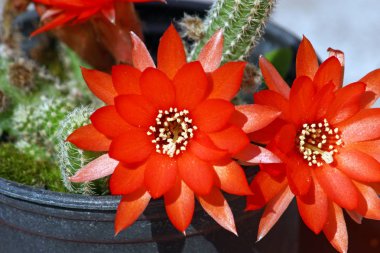 Güzel kırmızı kaktüs çiçekleri, ev dekorasyonu