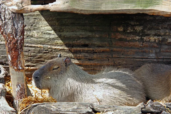 Capybara Hydrochoerus Hydrochaeris Den Största Levande Gnagare Världen Infödda Till — Stockfoto