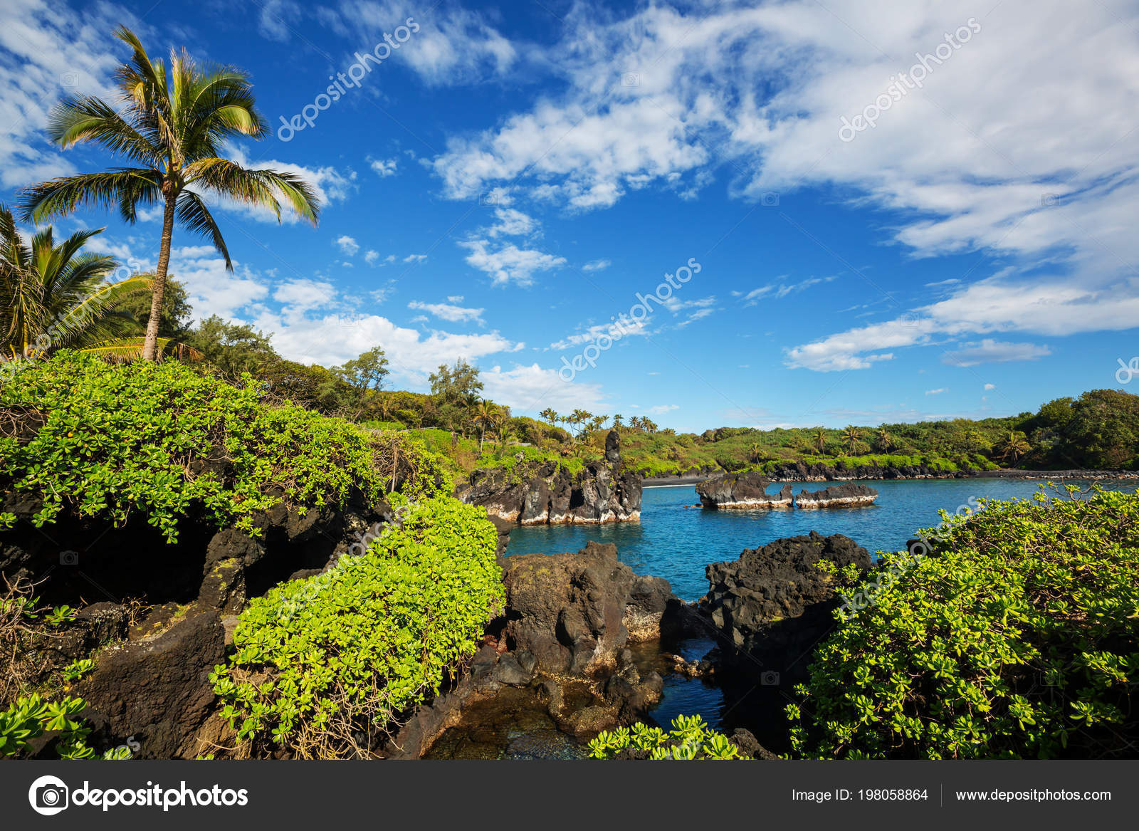 Photography Art & Collectibles Maui Palm Trees Road to Hana Maui Photo Tropical Maui Island