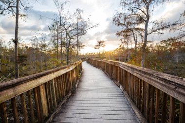 Everglades Ulusal Parkı 'ndaki bataklıkta tahta kaldırımlar, Florida, ABD.