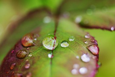 Yeşil çimen çiy damlaları closeup ile. Doğal yaz arka plan. 