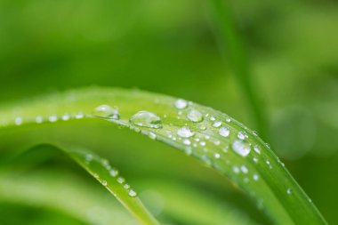 Yeşil çimen çiy damlaları closeup ile. Doğal yaz arka plan. 
