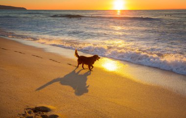 köpek Plajı Hawaii Adası
