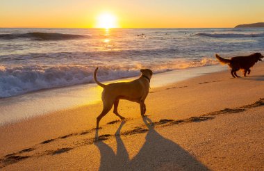 Köpekler Plajı Hawaii Adası