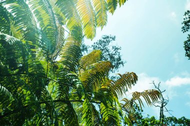 GIGANT fern ağaçlar yağmur ormanlarında, Hawaii Adası
