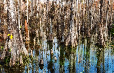 Everglades Ulusal Parkı, Florida 'daki tipik selvi ormanı.