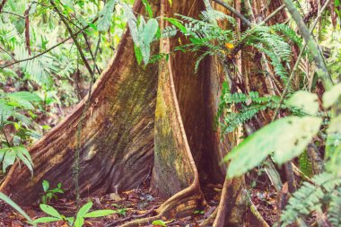 Hawaii güzel doğa manzara orman 