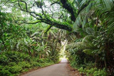 Toprak yol Big Island, Hawaii uzak ormanda