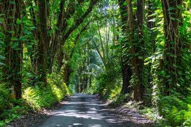 Toprak yol Big Island, Hawaii uzak ormanda