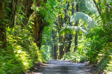 Toprak yol Big Island, Hawaii uzak ormanda