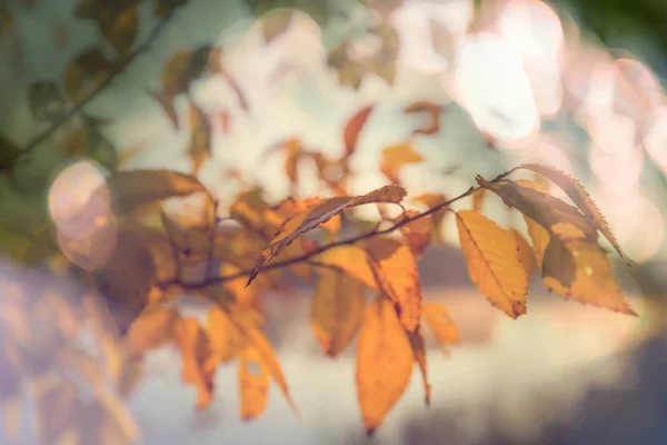 Bunte Gelbe Blätter Der Herbstzeit Nahaufnahme Geeignet Für Hintergrundbild — Stockfoto