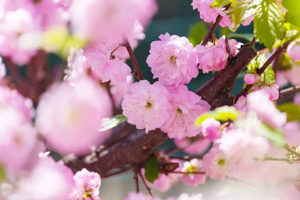 Mandulafa Rózsaszín Virágok Közelről — Stock Fotó