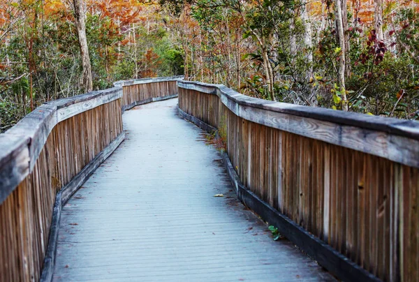 Everglades Ulusal Parkı Ndaki Bataklıkta Tahta Kaldırımlar Florida Abd — Stok fotoğraf