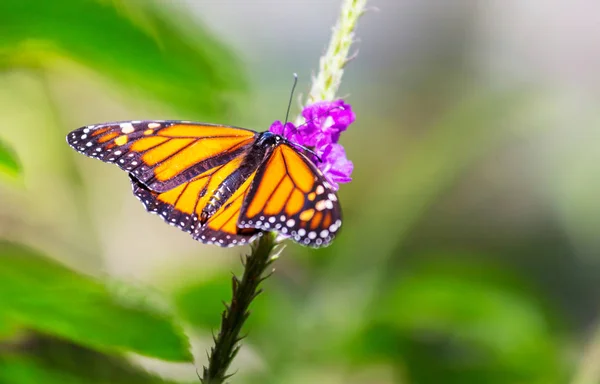 Mariposa Flores Primavera Cerca — Foto de Stock