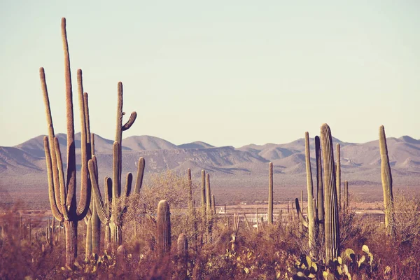 Saguaro National Park Nature Landscape — Stock Photo, Image