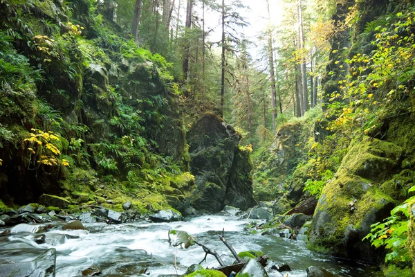 Schöner Kleiner Fluss Wald — Stockfoto