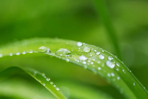 Yeşil Çimen Çiy Damlaları Closeup Ile Doğal Yaz Arka Plan — Stok fotoğraf
