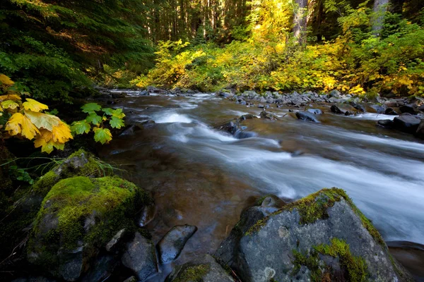 Vacker Liten Flod Skogen — Stockfoto
