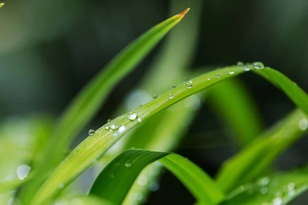 Erba Verde Con Gocce Rugiada Primo Piano Sfondo Estate Naturale — Foto Stock