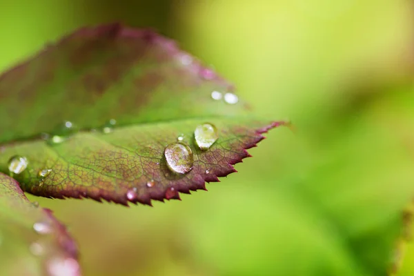 Green Grass Dew Drops Closeup Natural Summer Background — Stock Photo, Image