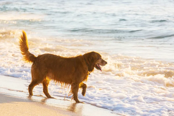 Собака Пляже Развлекается — стоковое фото