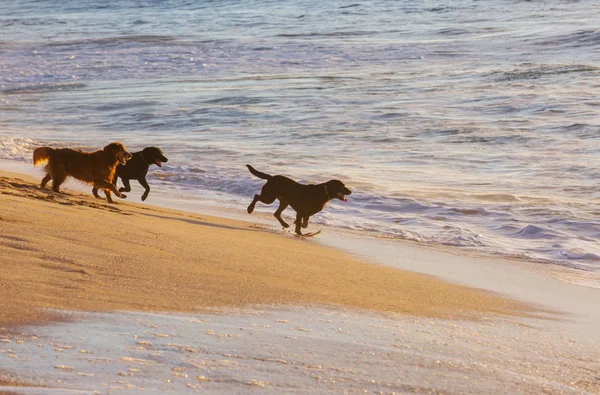 Psi Pláži Bavit — Stock fotografie