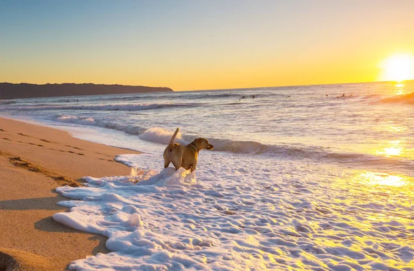 Dog Beach Hawaii Island — Stock Photo, Image