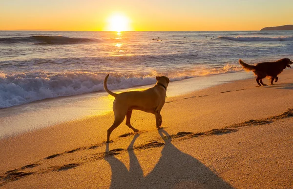 Dogs Beach Hawaii Island — Stock Photo, Image