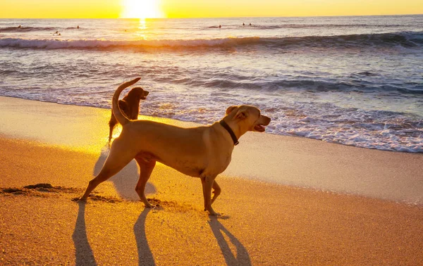 Собаки Пляже Острове Гавайи — стоковое фото