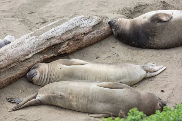 Phoque Relaxant Sur Plage — Photo